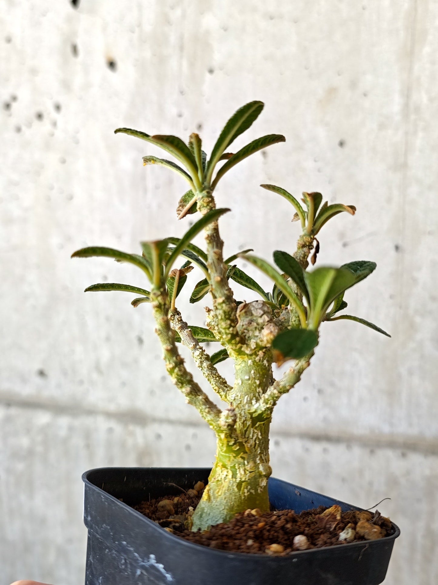 【現品限り】ドルステニア・ギガス 実生【J13】 Dorstenia gigas