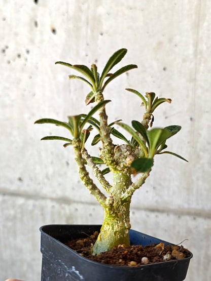 【現品限り】ドルステニア・ギガス 実生【J13】 Dorstenia gigas