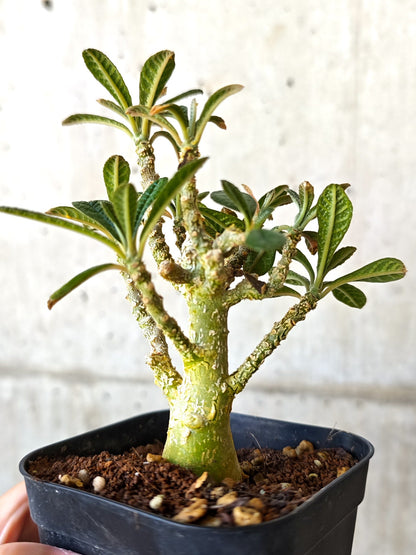 【現品限り】ドルステニア・ギガス 実生【J13】 Dorstenia gigas