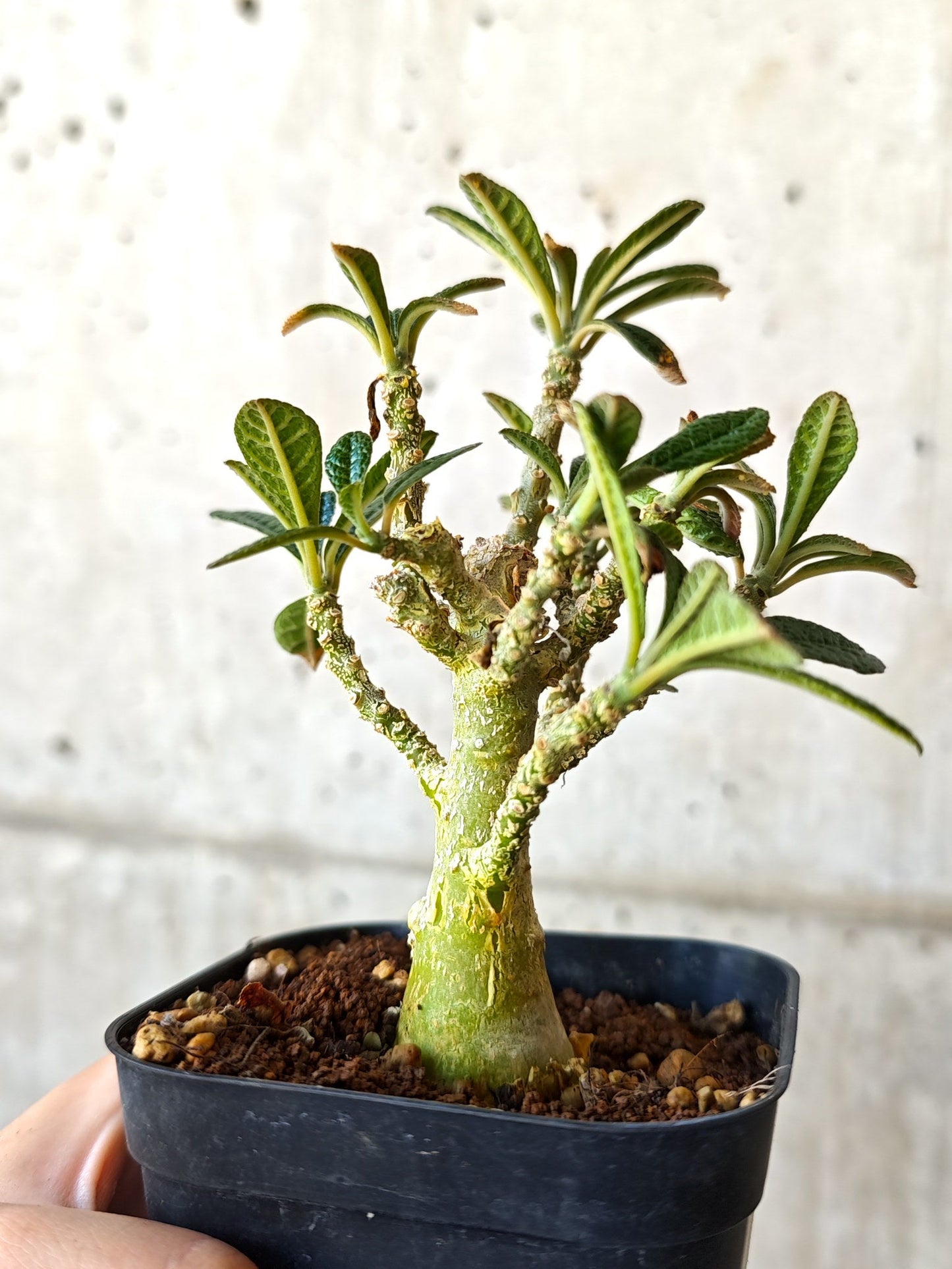 【現品限り】ドルステニア・ギガス 実生【J13】 Dorstenia gigas
