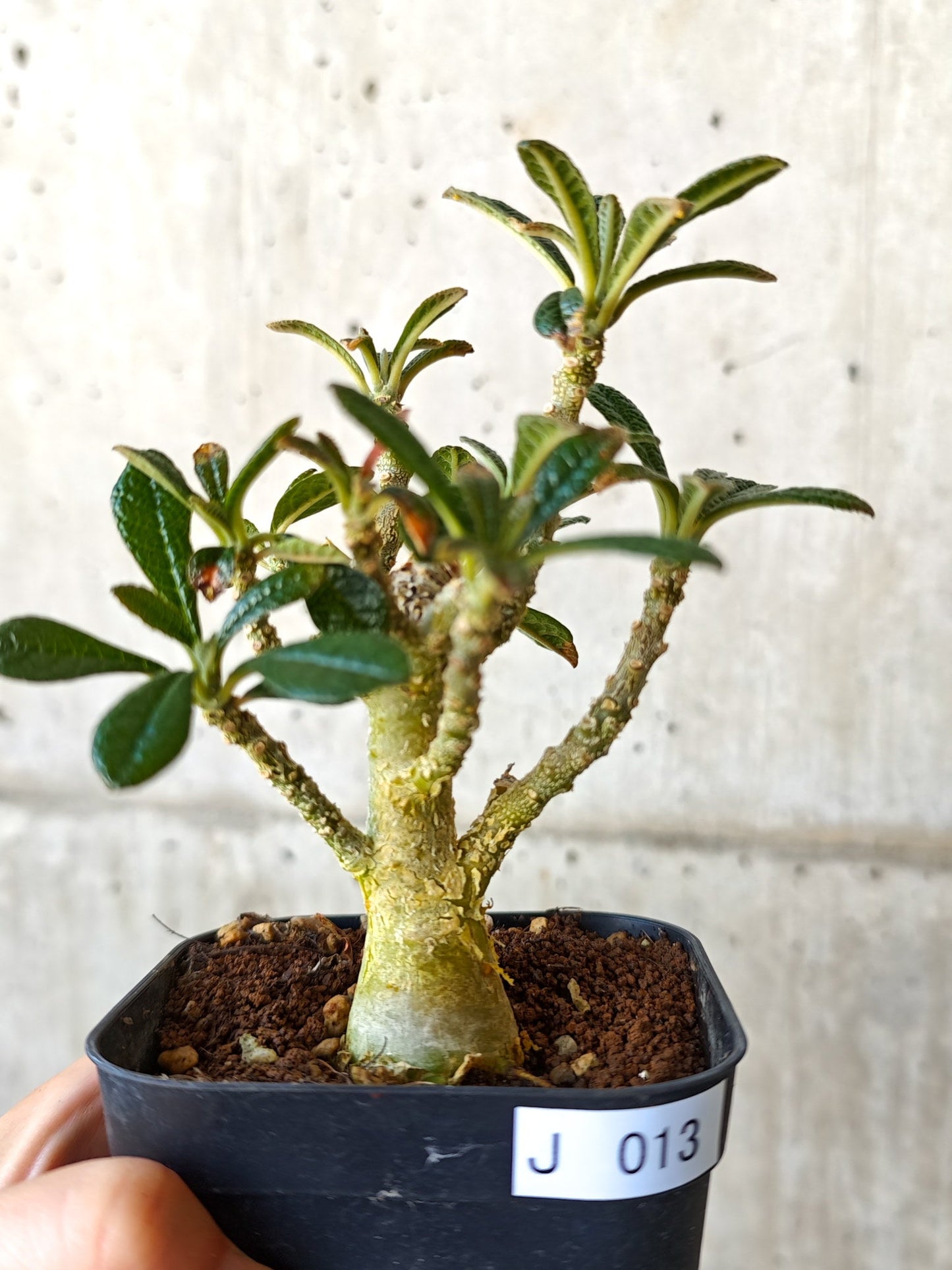 【現品限り】ドルステニア・ギガス 実生【J13】 Dorstenia gigas