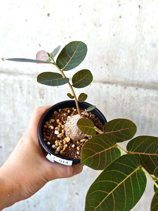 【現品限り】フィランサス・ミラビリス 現地株【J14】 Phyllanthus mirabilis