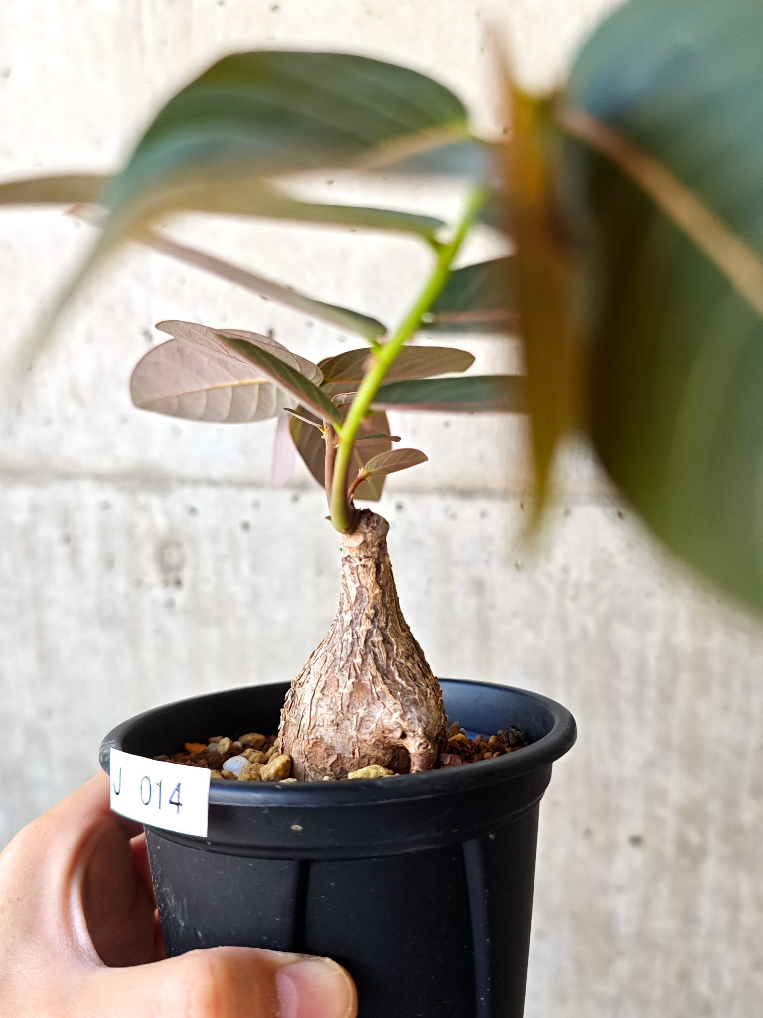 フィランサス ミラビリス 02 フィランサス・ミラビリス 現地株【J14】 Phyllanthus mirabilis 塊根
