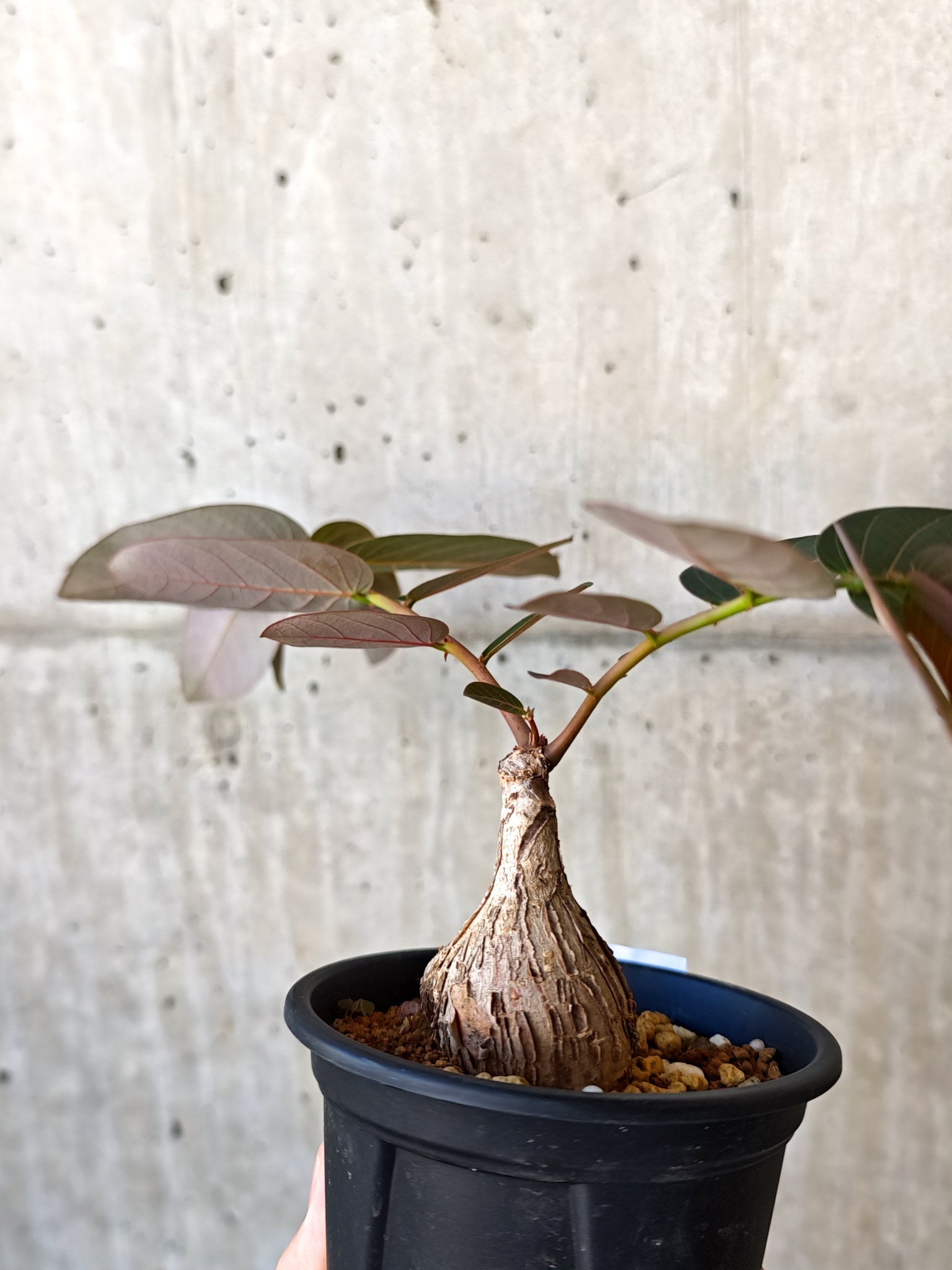 フィランサス・ミラビリス 現地株【J14】 Phyllanthus mirabilis 塊根
