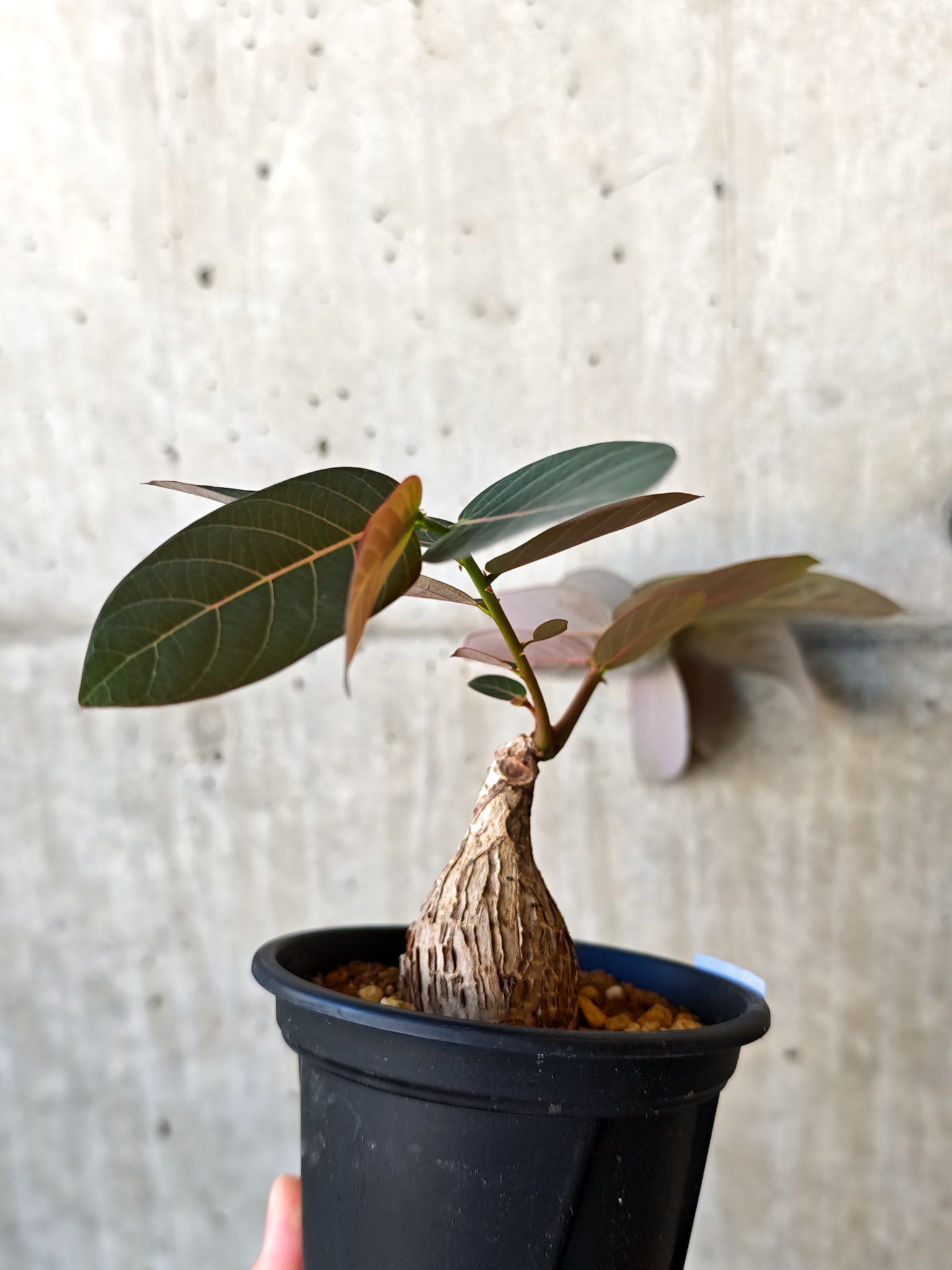 フィランサス・ミラビリス 現地株【J14】 Phyllanthus mirabilis 塊根