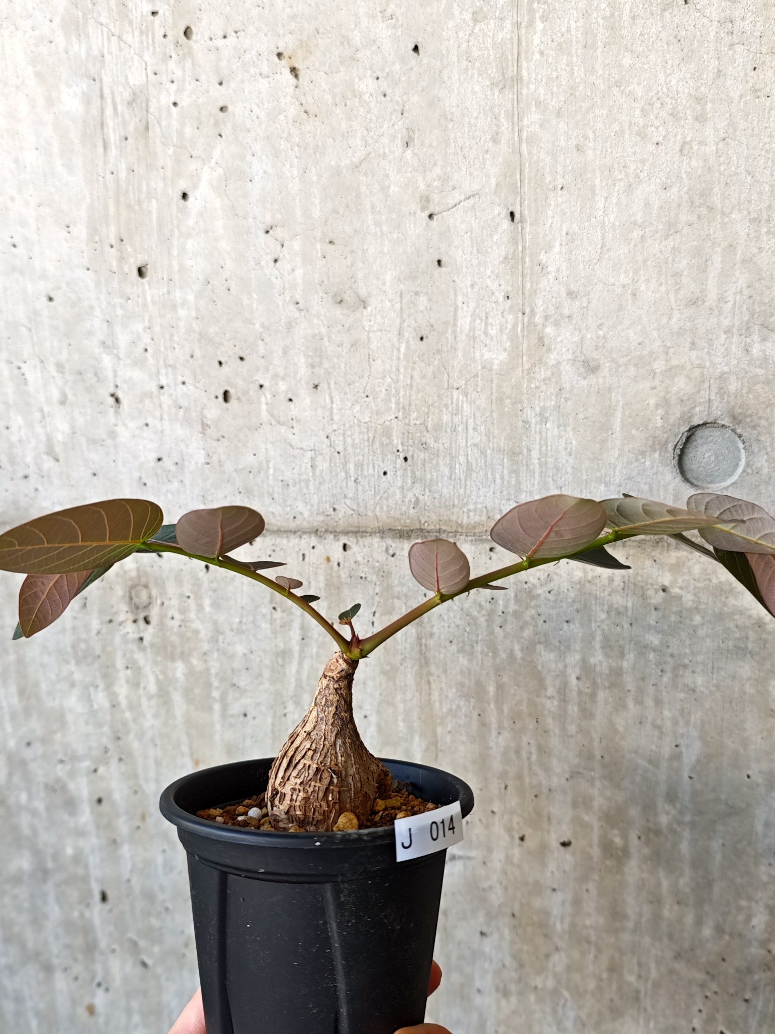 フィランサス・ミラビリス 現地株【J14】 Phyllanthus mirabilis 塊根