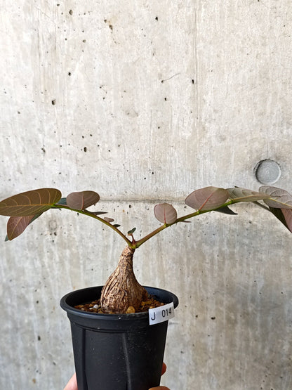【現品限り】フィランサス・ミラビリス 現地株【J14】 Phyllanthus mirabilis