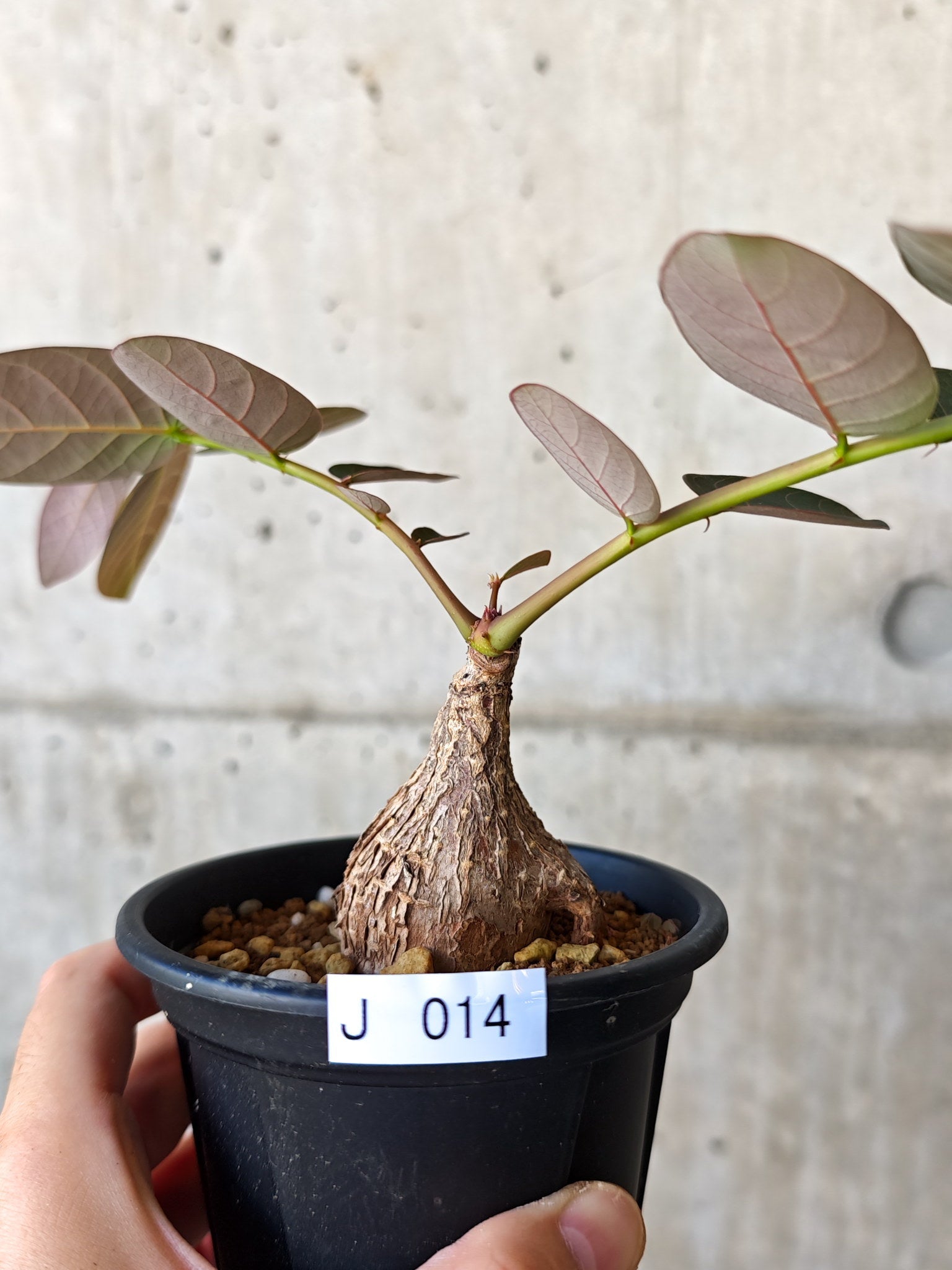 フィランサス・ミラビリス 現地株【J14】 Phyllanthus mirabilis 塊根