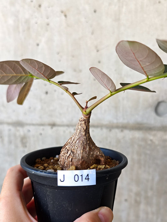 【現品限り】フィランサス・ミラビリス 現地株【J14】 Phyllanthus mirabilis