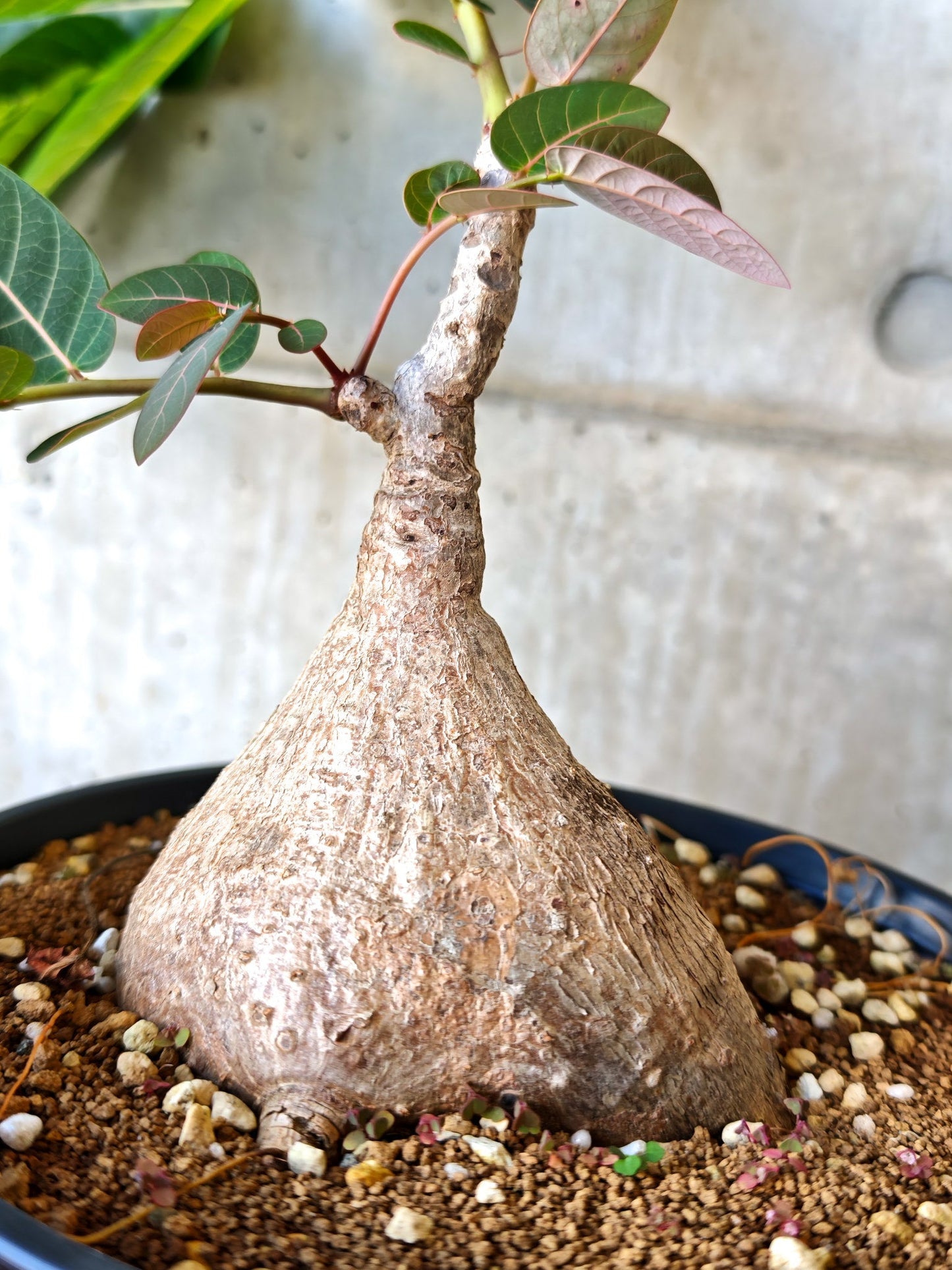 【現品限り】フィランサス・ミラビリス 現地株【J15】 Phyllanthus mirabilis