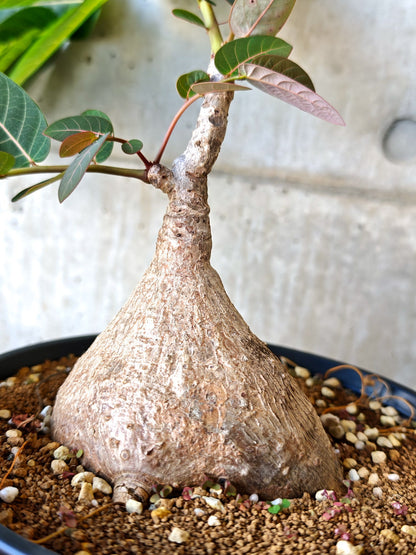 【現品限り】フィランサス・ミラビリス 現地株【J15】 Phyllanthus mirabilis