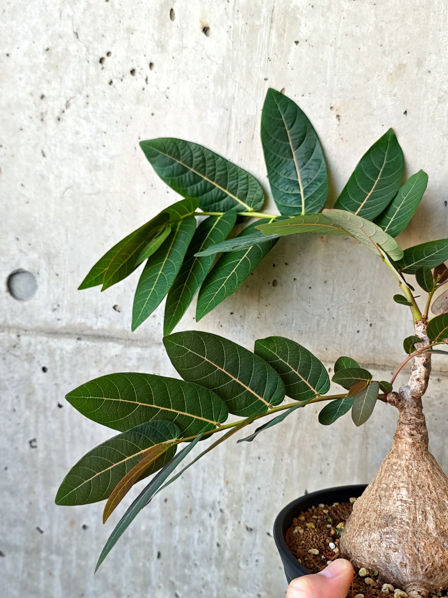 【現品限り】フィランサス・ミラビリス 現地株【J15】 Phyllanthus mirabilis