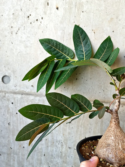 【現品限り】フィランサス・ミラビリス 現地株【J15】 Phyllanthus mirabilis