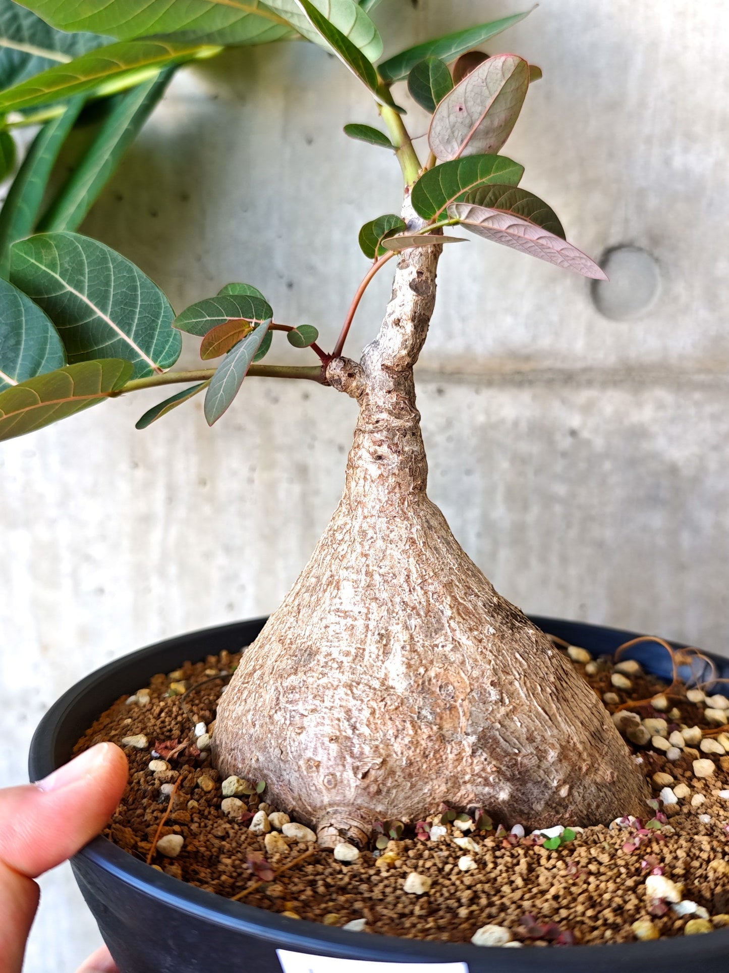 【現品限り】フィランサス・ミラビリス 現地株【J15】 Phyllanthus mirabilis