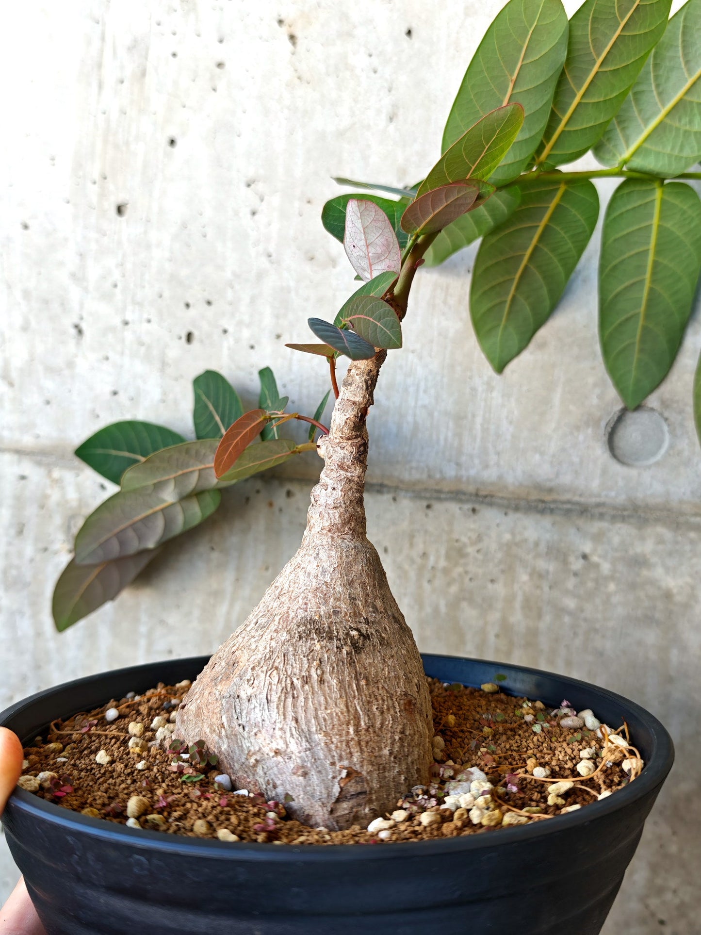 【現品限り】フィランサス・ミラビリス 現地株【J15】 Phyllanthus mirabilis