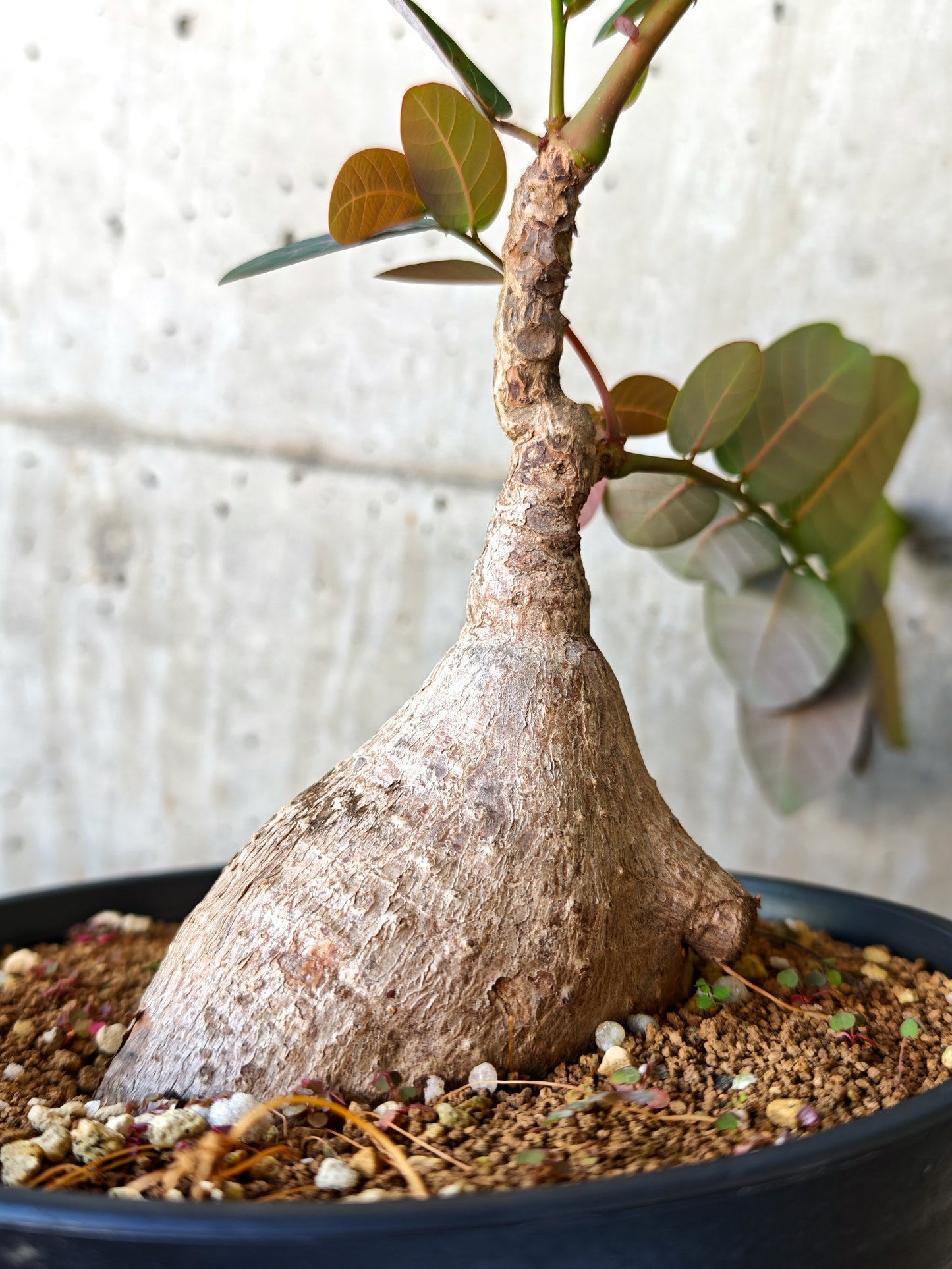 【現品限り】フィランサス・ミラビリス 現地株【J15】 Phyllanthus mirabilis