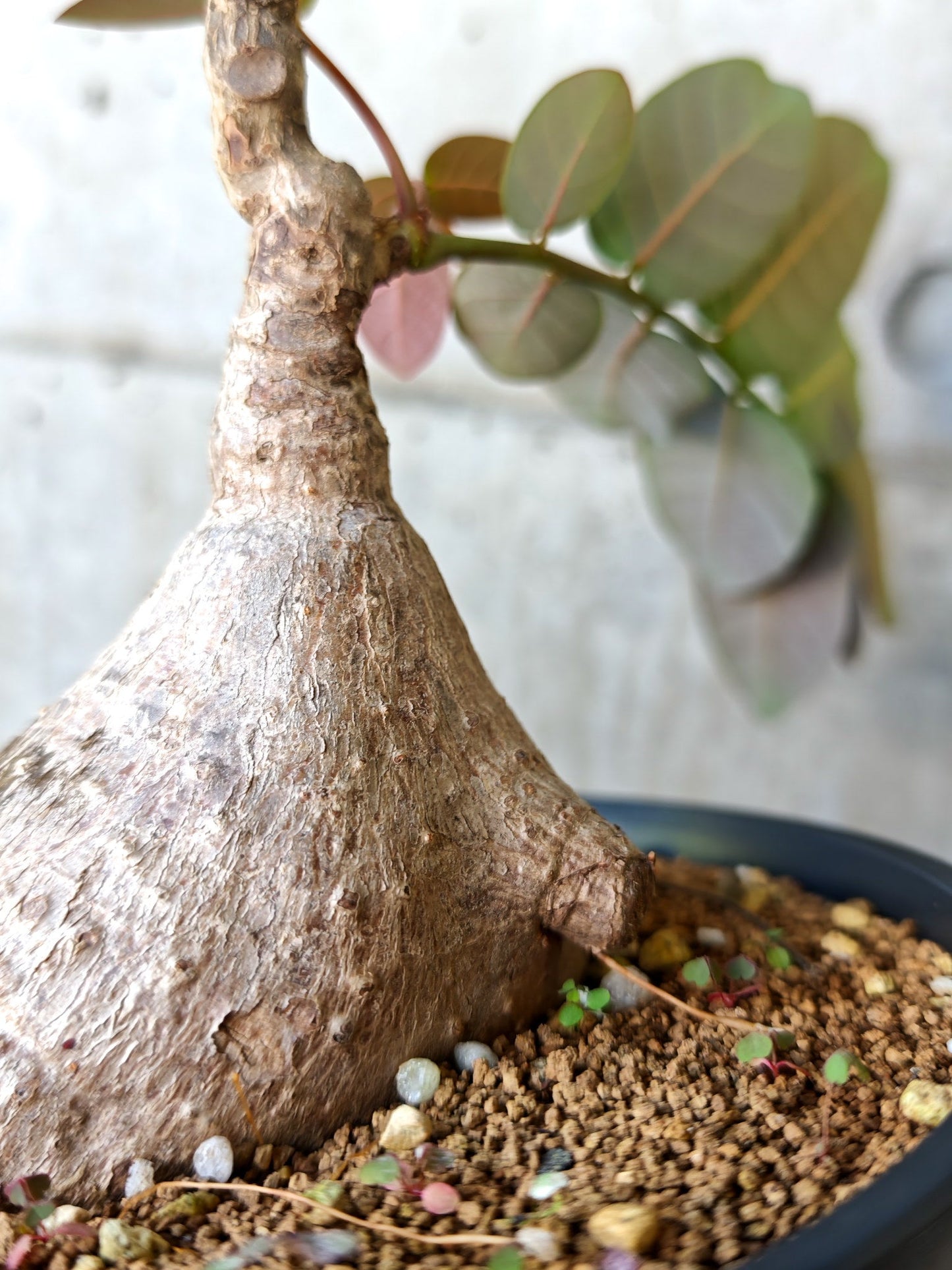 【現品限り】フィランサス・ミラビリス 現地株【J15】 Phyllanthus mirabilis