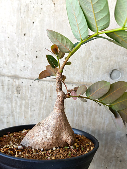 【現品限り】フィランサス・ミラビリス 現地株【J15】 Phyllanthus mirabilis