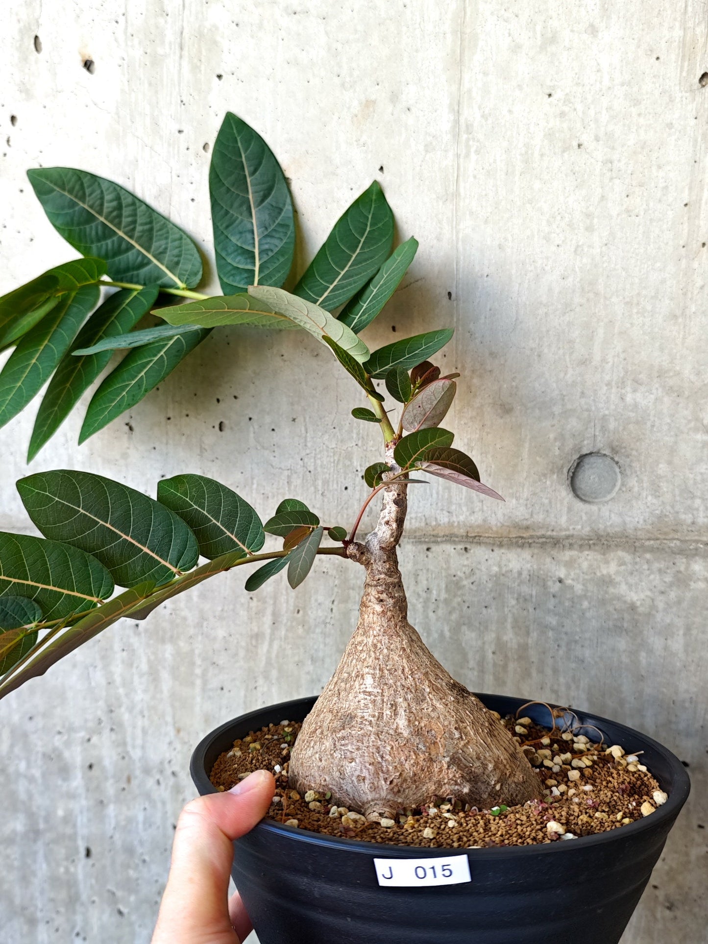 【現品限り】フィランサス・ミラビリス 現地株【J15】 Phyllanthus mirabilis