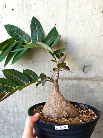 【現品限り】フィランサス・ミラビリス 現地株【J15】 Phyllanthus mirabilis