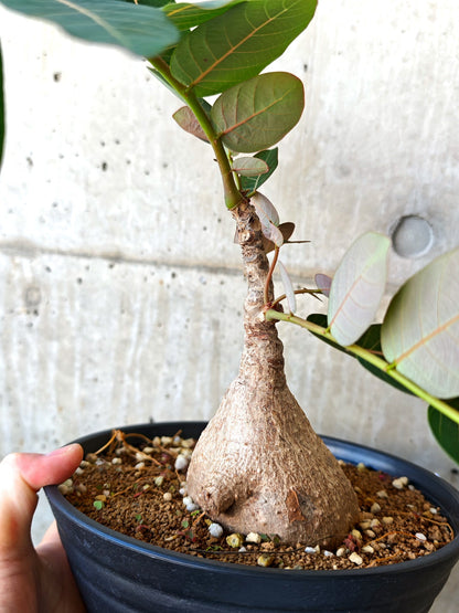 【現品限り】フィランサス・ミラビリス 現地株【J15】 Phyllanthus mirabilis