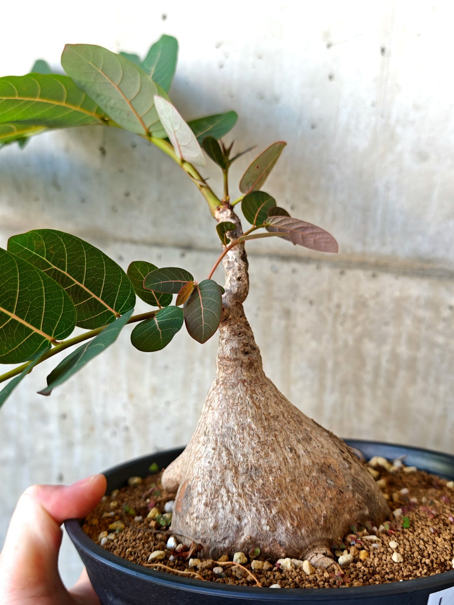 【現品限り】フィランサス・ミラビリス 現地株【J15】 Phyllanthus mirabilis