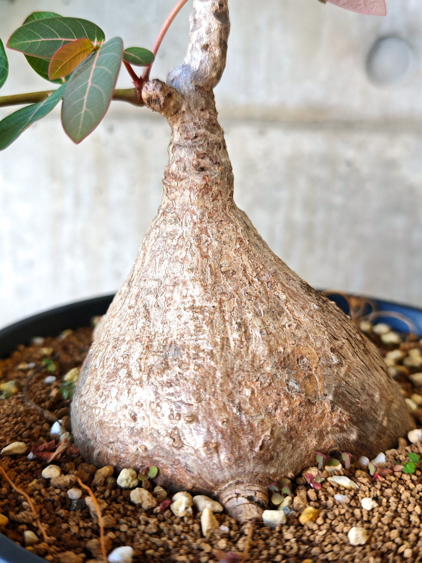 【現品限り】フィランサス・ミラビリス 現地株【J15】 Phyllanthus mirabilis