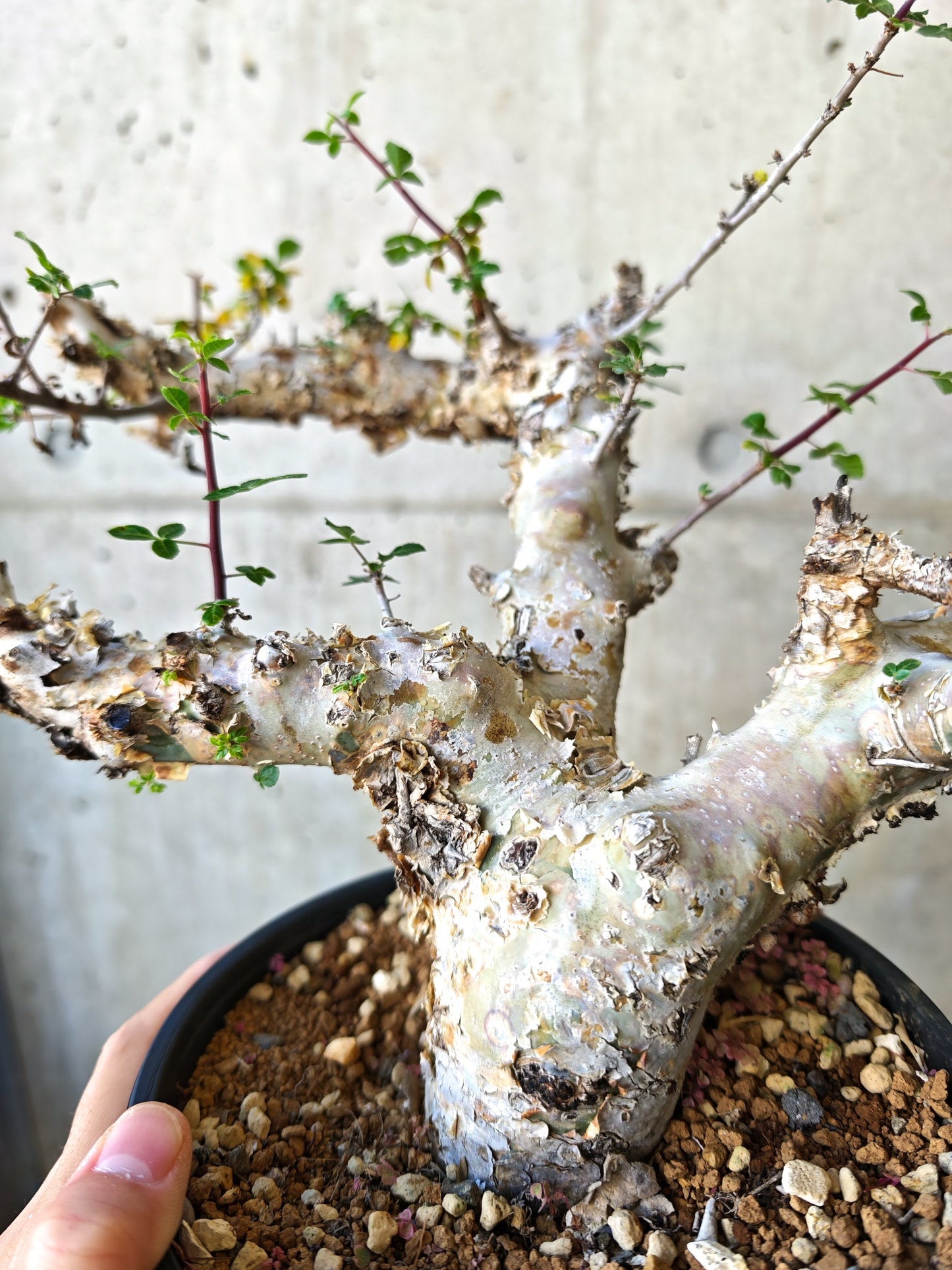 【現品限り】コミフォラ・カタフ ターカネンシス 極太 現地株 発根済み【J16】 Commiphora kataf turkanensis