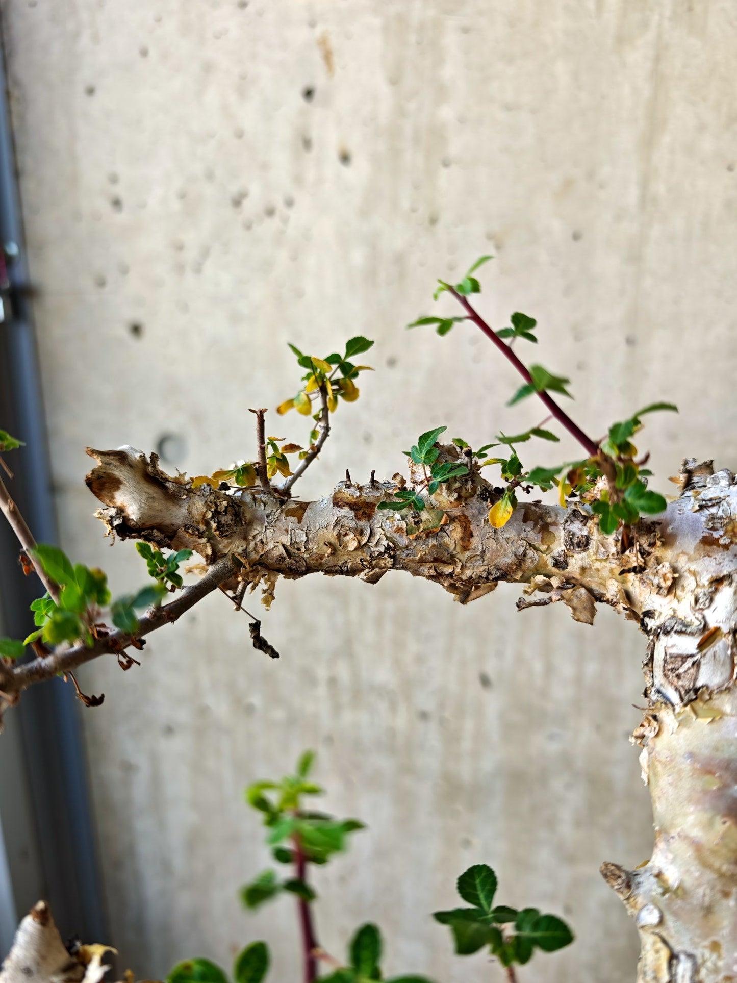 【現品限り】コミフォラ・カタフ ターカネンシス 極太 現地株 発根済み【J16】 Commiphora kataf turkanensis