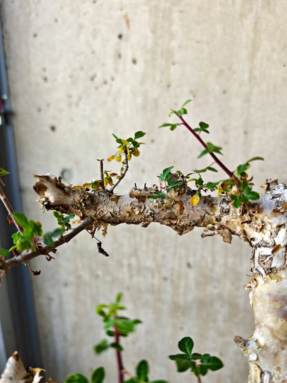 【現品限り】コミフォラ・カタフ ターカネンシス 極太 現地株 発根済み【J16】 Commiphora kataf turkanensis