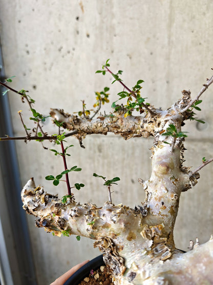 【現品限り】コミフォラ・カタフ ターカネンシス 極太 現地株 発根済み【J16】 Commiphora kataf turkanensis