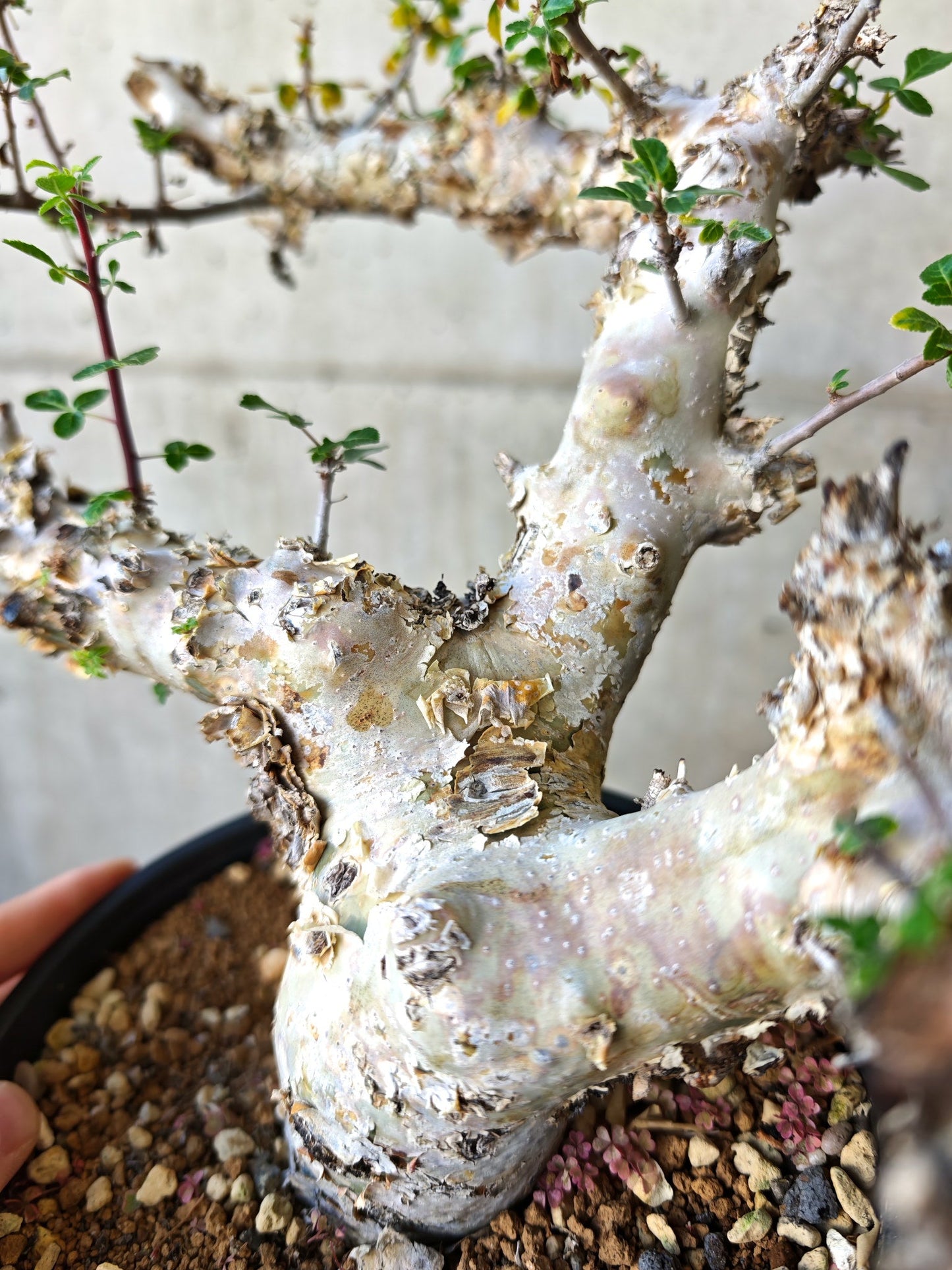 【現品限り】コミフォラ・カタフ ターカネンシス 極太 現地株 発根済み【J16】 Commiphora kataf turkanensis