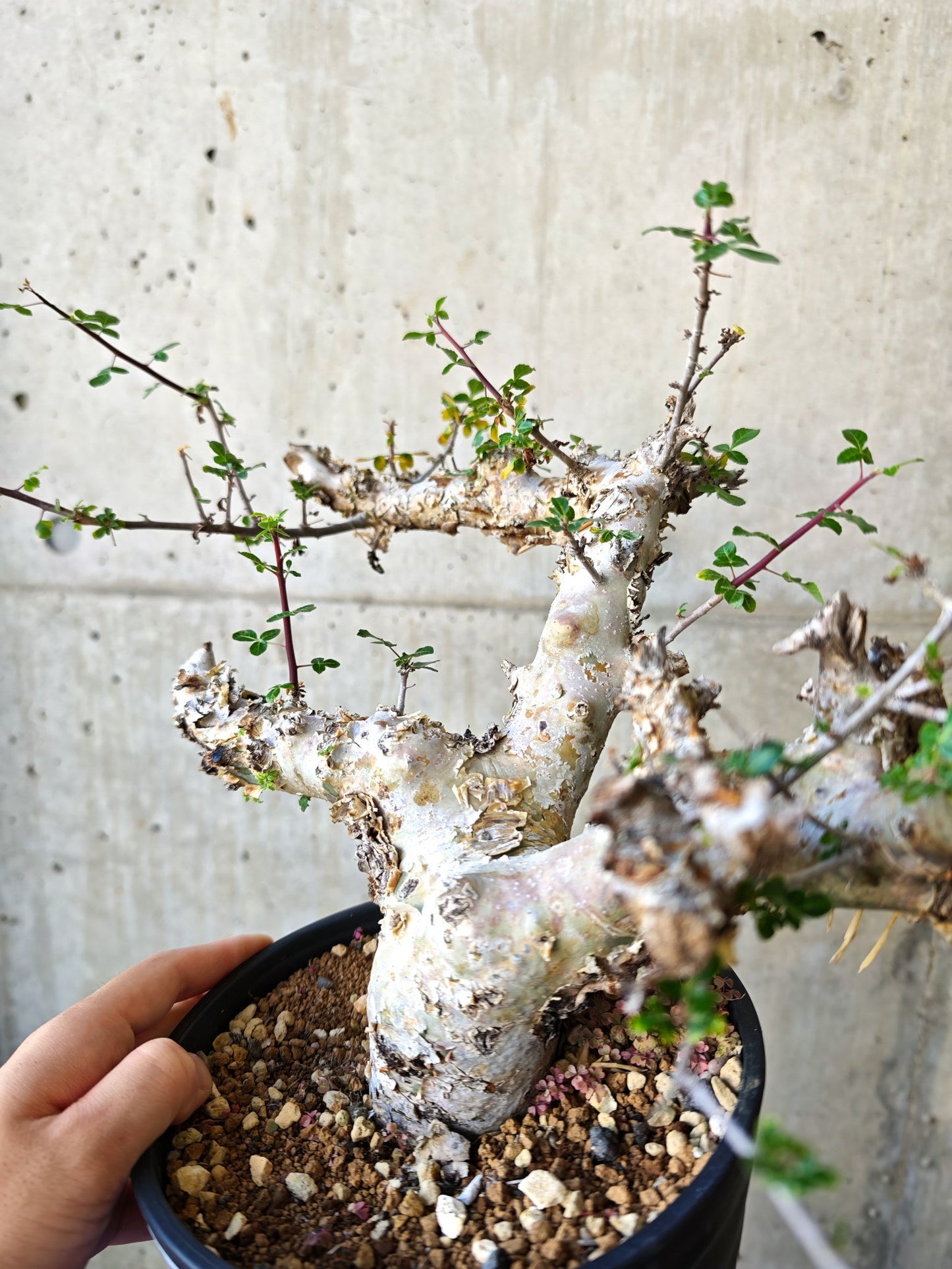【現品限り】コミフォラ・カタフ ターカネンシス 極太 現地株 発根済み【J16】 Commiphora kataf turkanensis