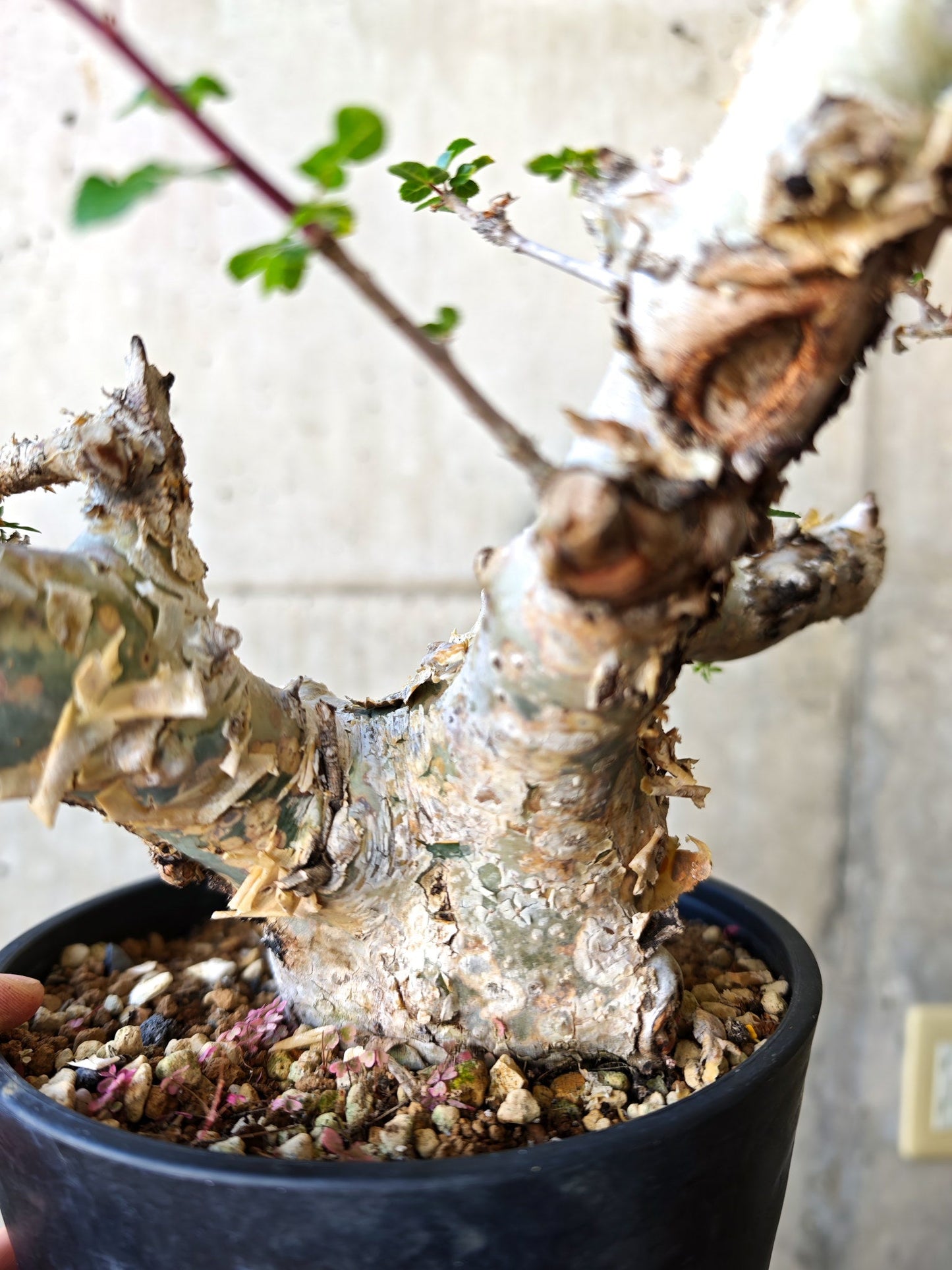 【現品限り】コミフォラ・カタフ ターカネンシス 極太 現地株 発根済み【J16】 Commiphora kataf turkanensis