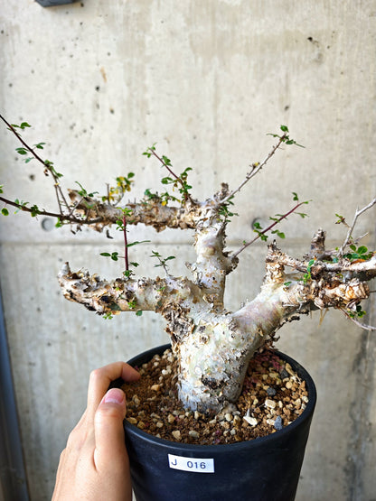 【現品限り】コミフォラ・カタフ ターカネンシス 極太 現地株 発根済み【J16】 Commiphora kataf turkanensis