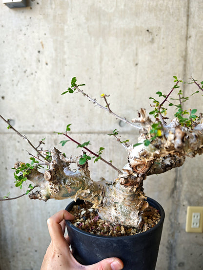 【現品限り】コミフォラ・カタフ ターカネンシス 極太 現地株 発根済み【J16】 Commiphora kataf turkanensis