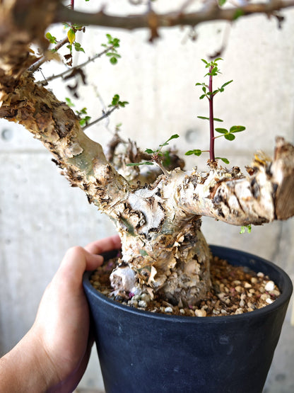 【現品限り】コミフォラ・カタフ ターカネンシス 極太 現地株 発根済み【J16】 Commiphora kataf turkanensis