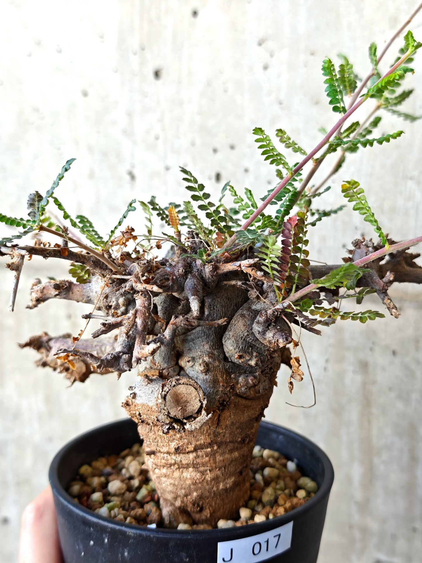 【現品限り】ボスウェリア・ネグレクタ ブラックスキン 現地株 発根済み【J17】 Boswellia neglecta