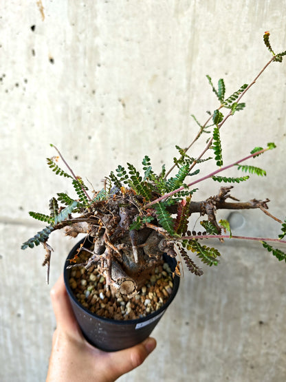 【現品限り】ボスウェリア・ネグレクタ ブラックスキン 現地株 発根済み【J17】 Boswellia neglecta