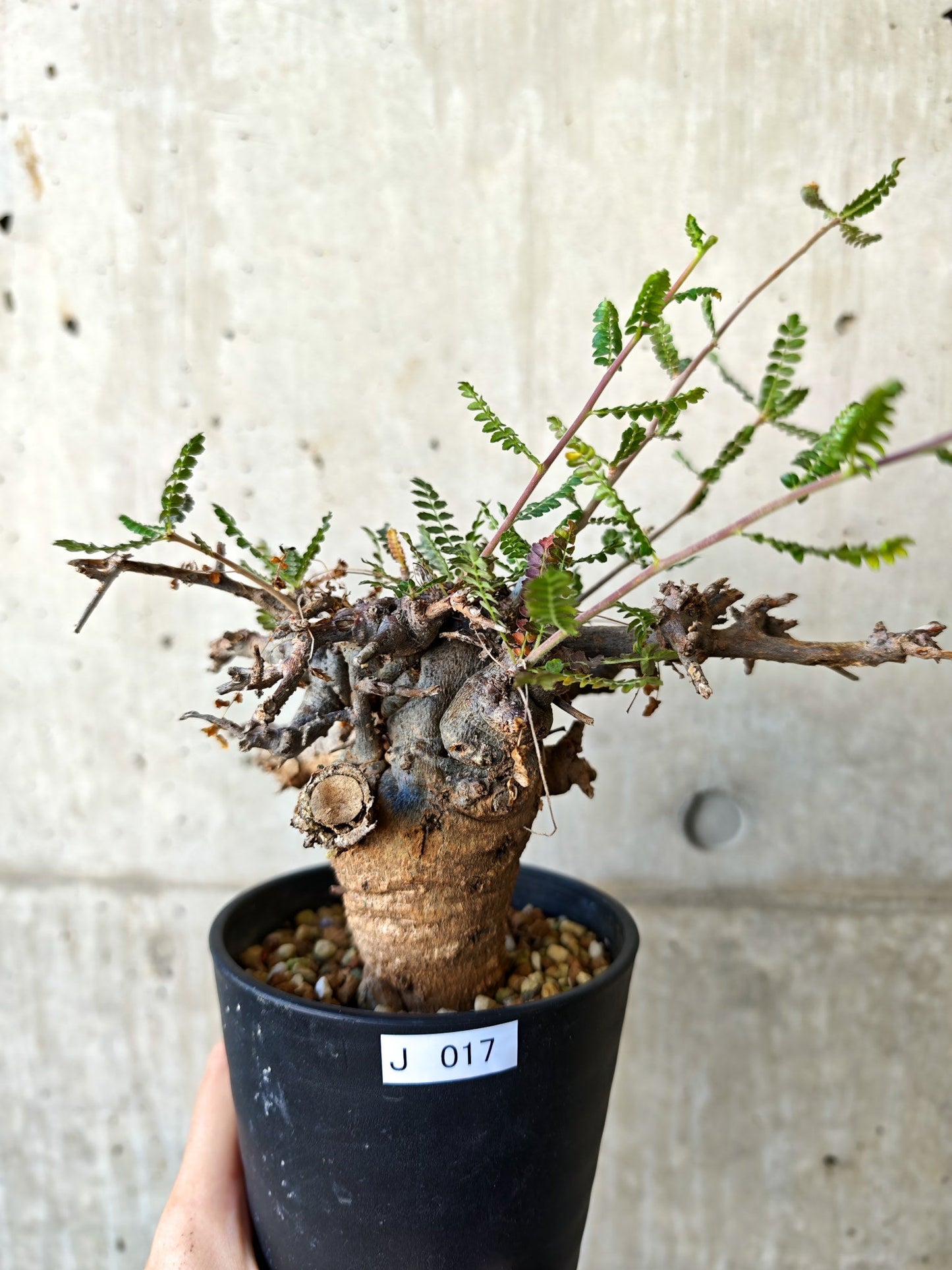 【現品限り】ボスウェリア・ネグレクタ ブラックスキン 現地株 発根済み【J17】 Boswellia neglecta