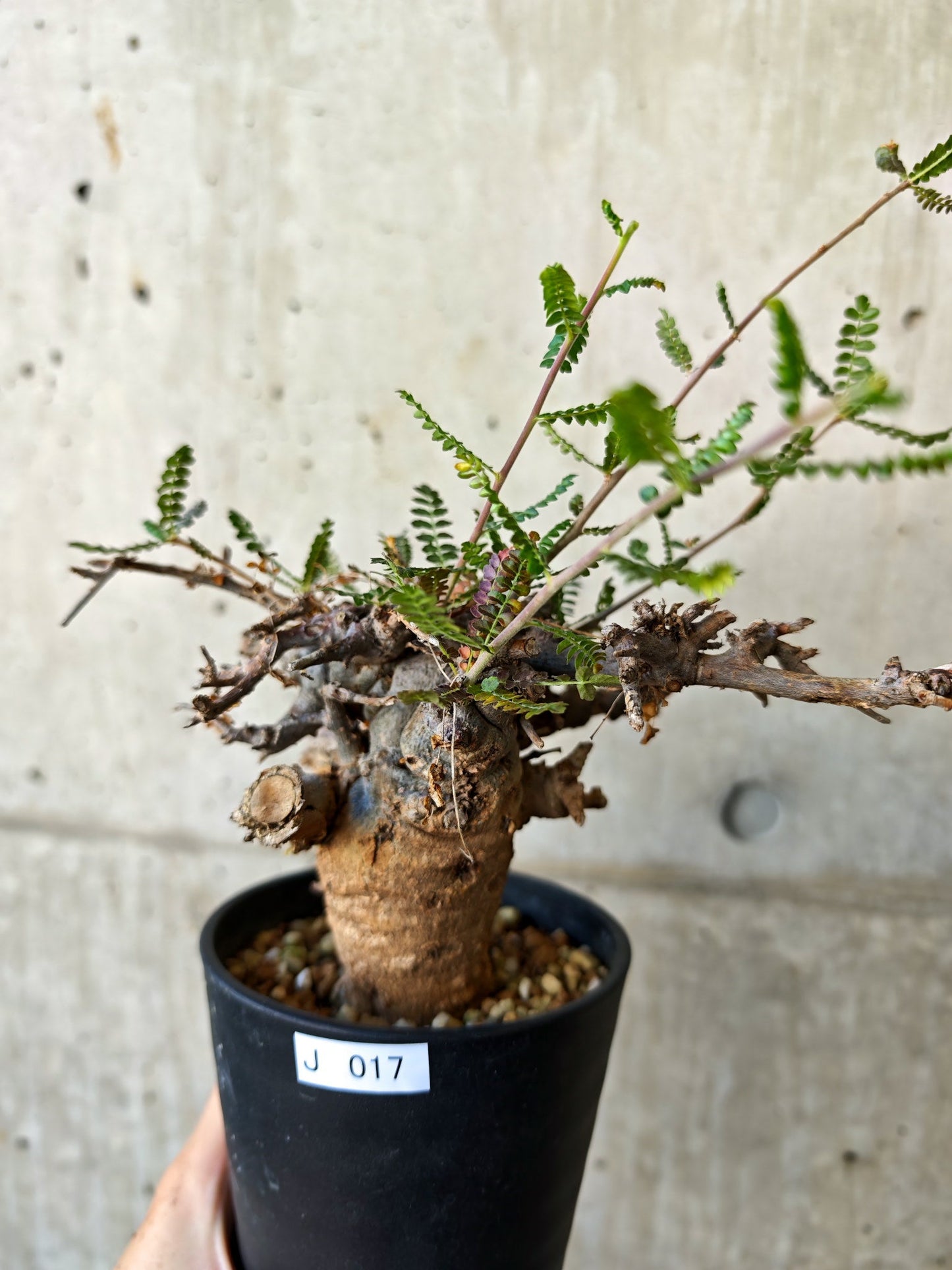 【現品限り】ボスウェリア・ネグレクタ ブラックスキン 現地株 発根済み【J17】 Boswellia neglecta