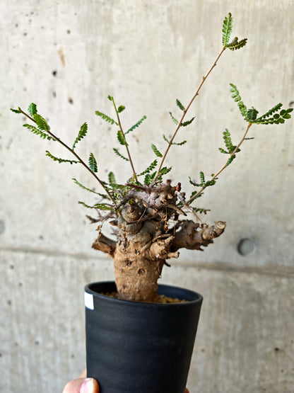 【現品限り】ボスウェリア・ネグレクタ ブラックスキン 現地株 発根済み【J17】 Boswellia neglecta