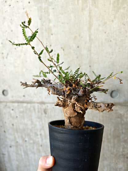 【現品限り】ボスウェリア・ネグレクタ ブラックスキン 現地株 発根済み【J17】 Boswellia neglecta