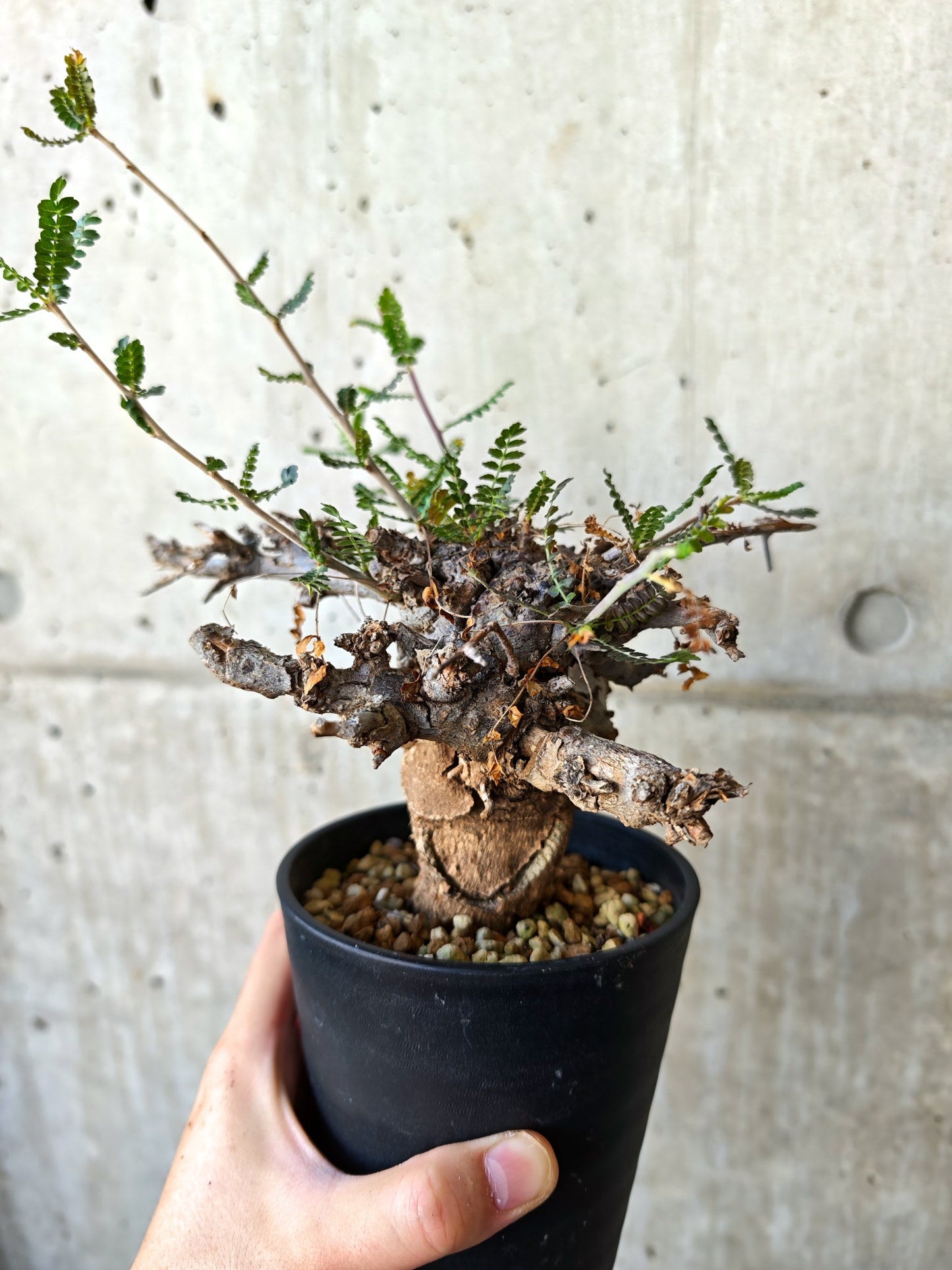 【現品限り】ボスウェリア・ネグレクタ ブラックスキン 現地株 発根済み【J17】 Boswellia neglecta