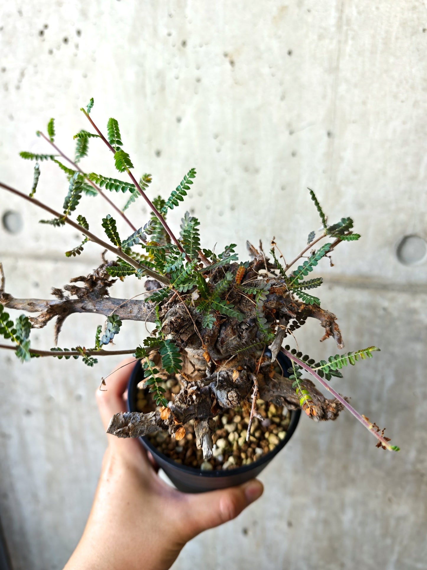 【現品限り】ボスウェリア・ネグレクタ ブラックスキン 現地株 発根済み【J17】 Boswellia neglecta