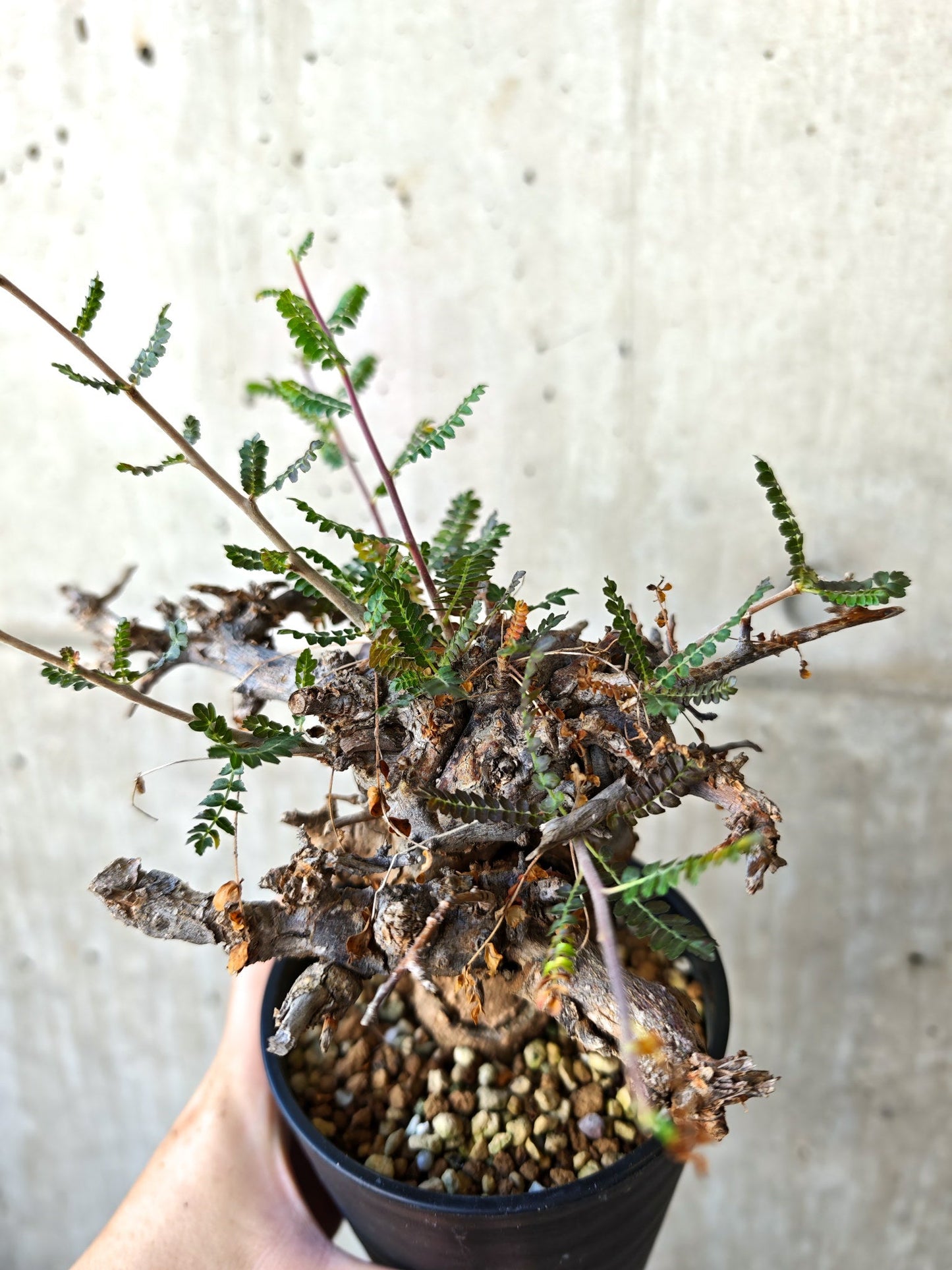 【現品限り】ボスウェリア・ネグレクタ ブラックスキン 現地株 発根済み【J17】 Boswellia neglecta