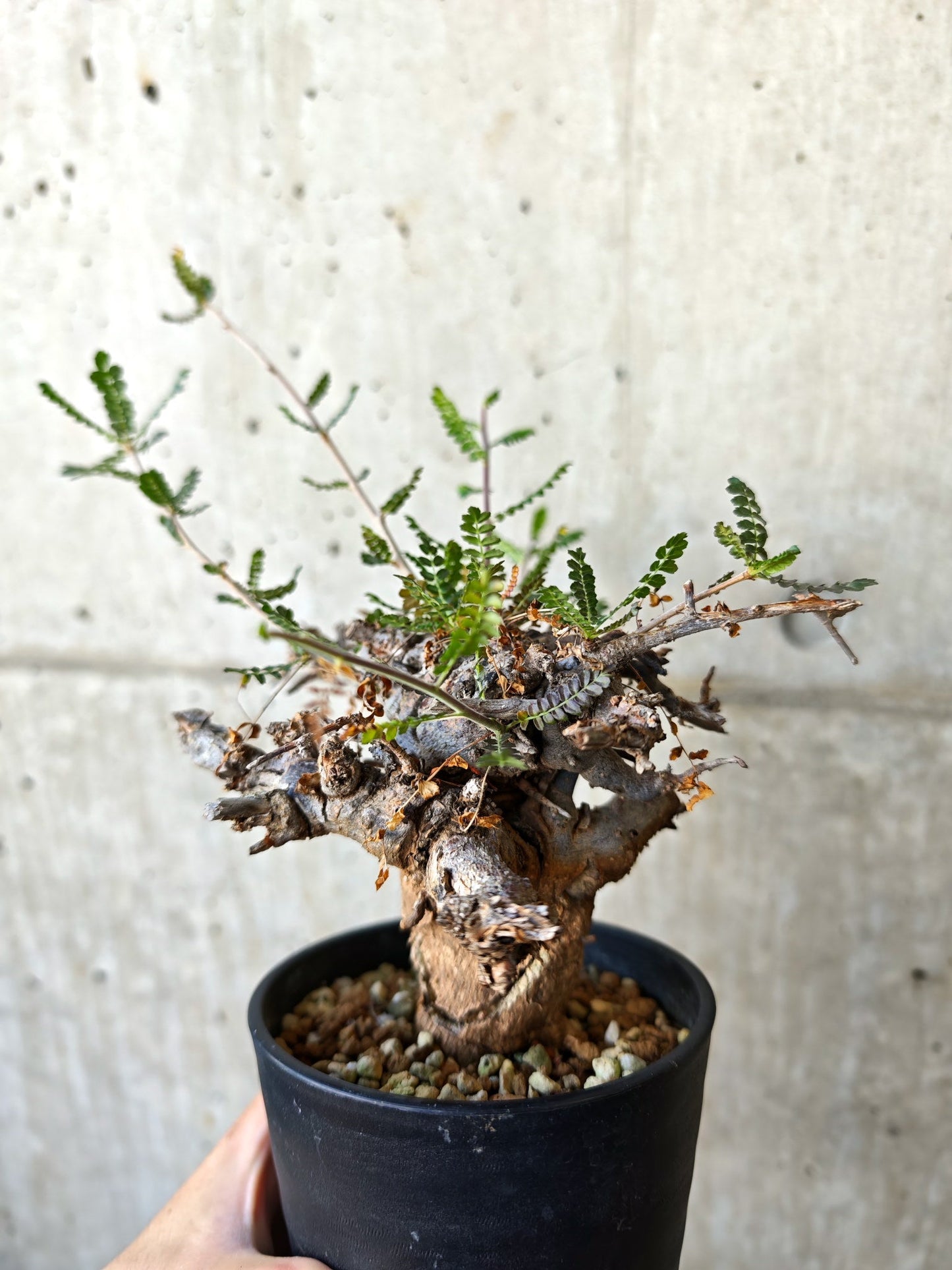 【現品限り】ボスウェリア・ネグレクタ ブラックスキン 現地株 発根済み【J17】 Boswellia neglecta