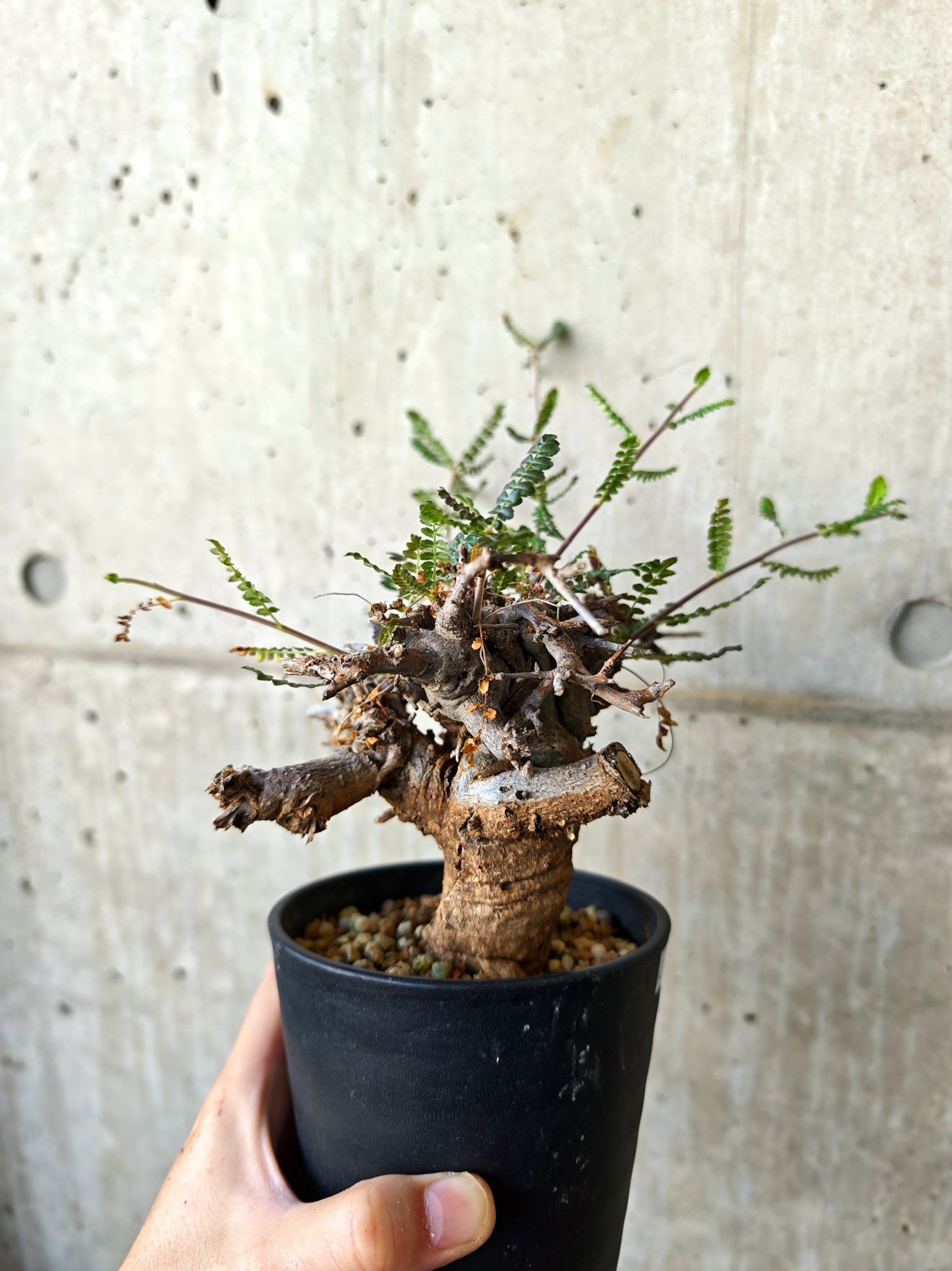 【現品限り】ボスウェリア・ネグレクタ ブラックスキン 現地株 発根済み【J17】 Boswellia neglecta