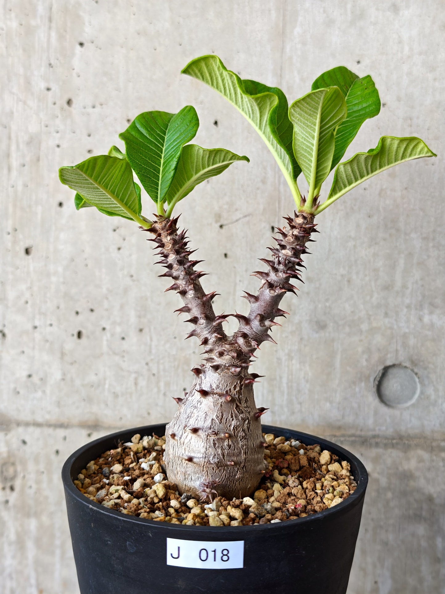【現品限り】パキポディウム・ウィンゾリー 実生【J18】 Pachypodium windsorii