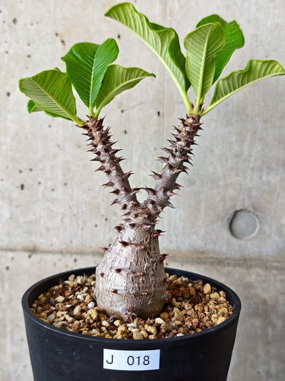 【現品限り】パキポディウム・ウィンゾリー 実生【J18】 Pachypodium windsorii